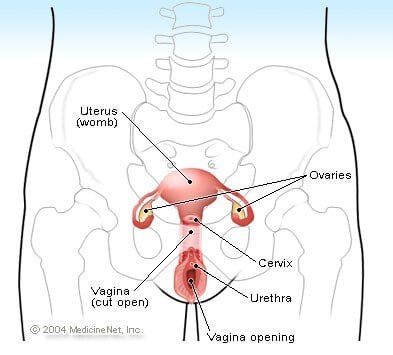Female structure illustration - Fallopian tube