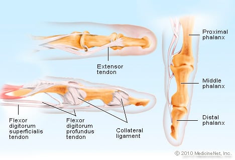 Picture of Finger Anatomy 