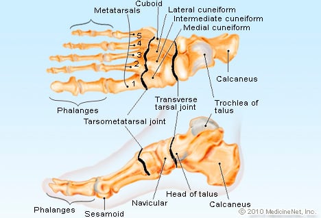 Picture of Foot Anatomy Detail 