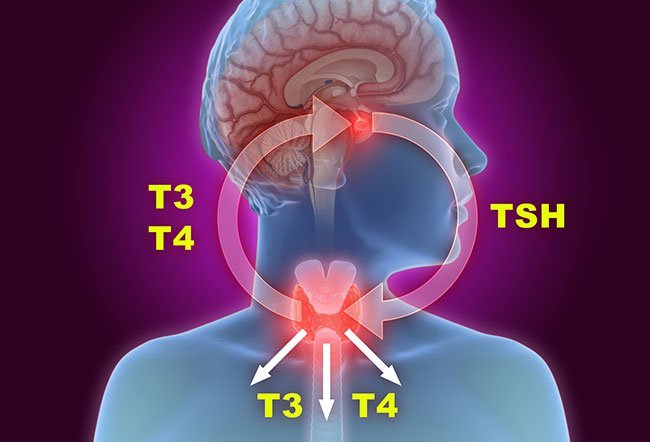 The endocrine system is a network of glands called endocrine glands that are present throughout the body.