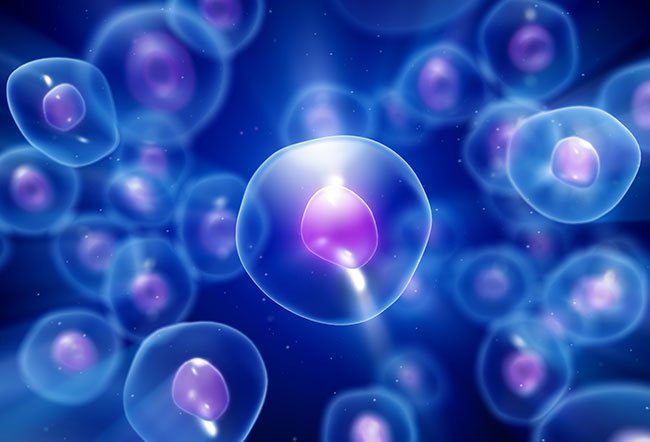 The nucleus is the largest, most prominent organelle inside the cell. The functions of the nucleus are that it houses genetic material (DNA). it is the site of RNA production and it helps regulate cell metabolism by generating various enzymes.