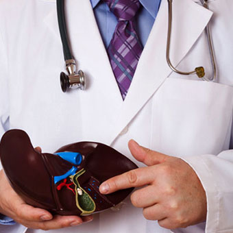 A doctor holding an anatomical model of the human liver and pointing to a gallstone.