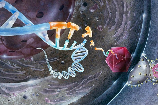 Gene therapy may one day offer a cure for sickle cell disease.