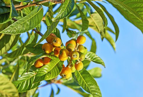 Marula oil is rich and helps hydrate dry skin.