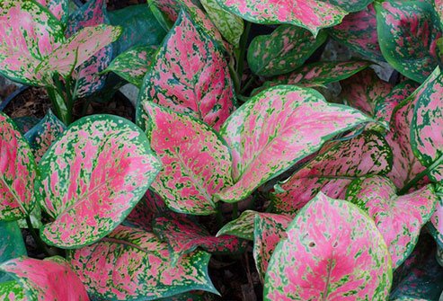Researchers found that rooms with plants have less dust and mold than rooms without any foliage.