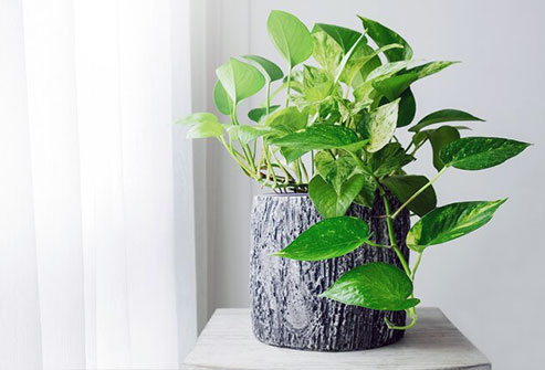 Plants may help raise your test scores, make it easier to concentrate on your tasks, and strengthen your memory.