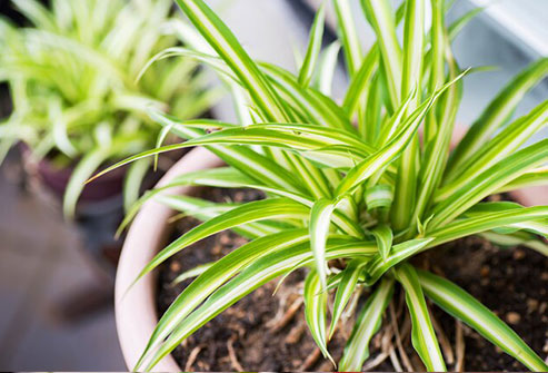 Furnaces and air conditioners can sap humidity indoors, especially in the winter.