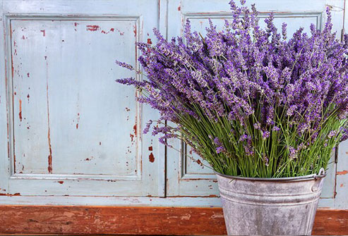 This fragrant purple plant has been an important herbal medicine for centuries.