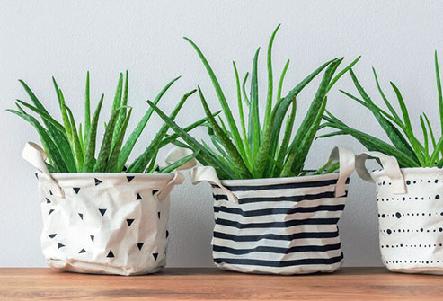 Gel from this plant is a popular home remedy.