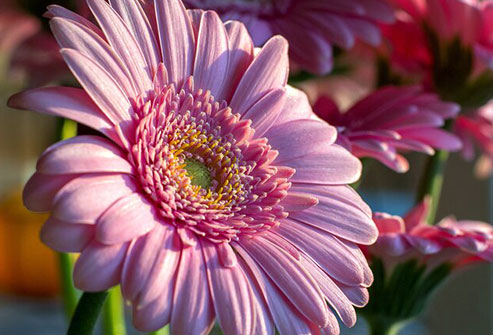 Plants take in carbon dioxide and give off oxygen.