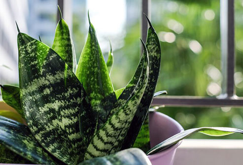 Try and add a heart-leaf philodendron or a snake plant to your decor. It may help you relax.