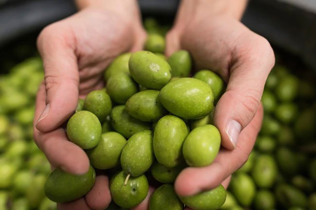 You get olive oil from grinding or pressing whole olives and collecting the oil that seeps out.