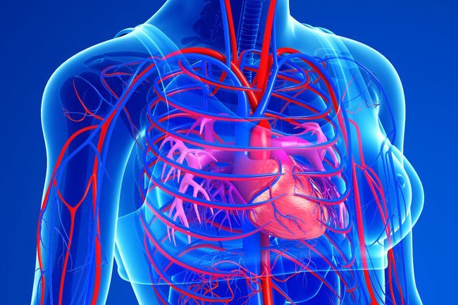 Large studies have shown that when you get more extra virgin olive oil in your diet, you lower your risk of getting heart disease.