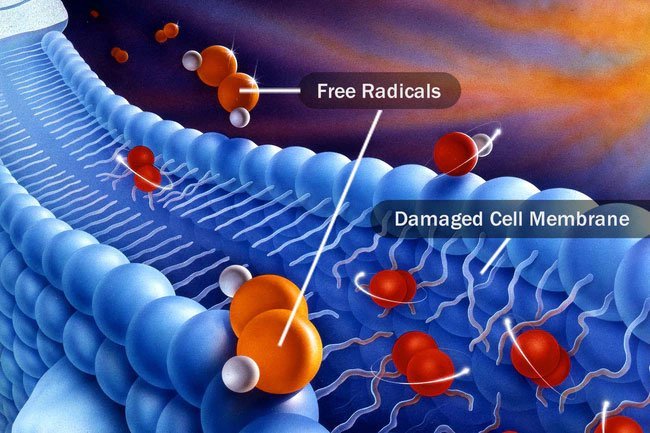 Free radicals are unstable atoms in your body that damage your cells.