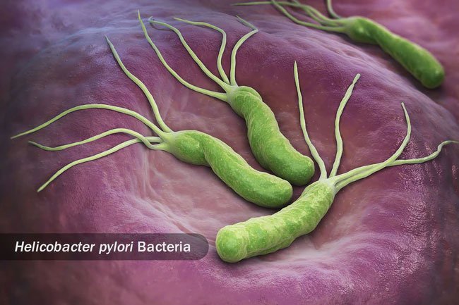 Some of the nutrients in olive oil can fight harmful bacteria.