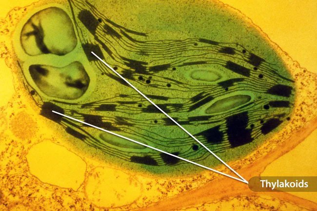 Thylakoids in spinach may reduce your appetite. 