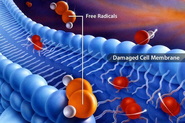 Antioxidants in spinach help fight free radical damage. 