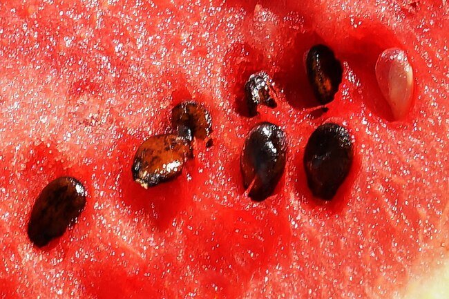 You may have been told as a kid that if you swallow watermelon seeds, they'll grow in your belly.