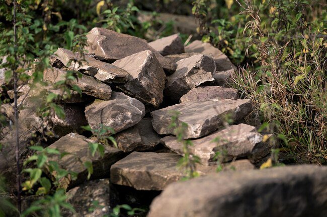 Scorpions may hide under rocks, logs, and tree bark.