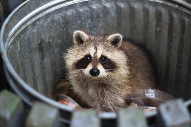 Raccoons are not usually dangerous, but they can be aggressive if they feel threatened.