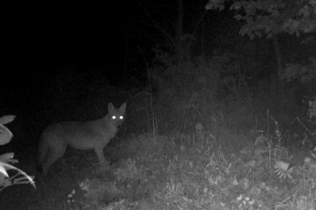 Coyotes are more dangerous to pets than people, but they can carry rabies.