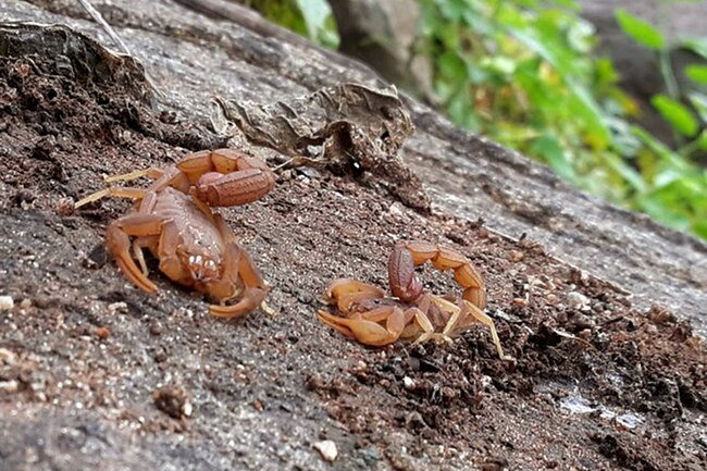 Scorpion stings may cause pain, swelling, numbness, tingling, and sometimes more severe symptoms.