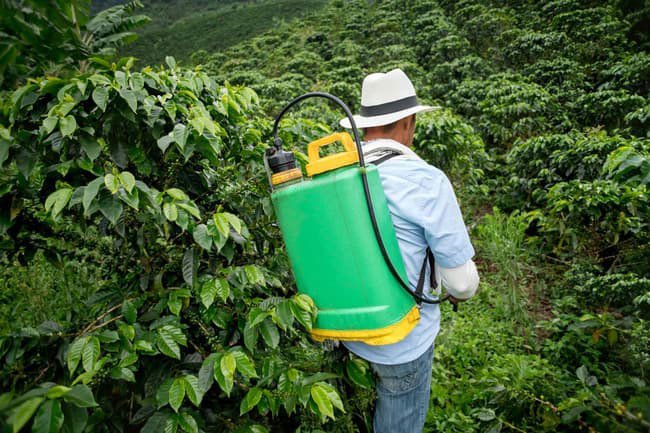 Opt for organic coffee so you can keep your pesticide intake low. 