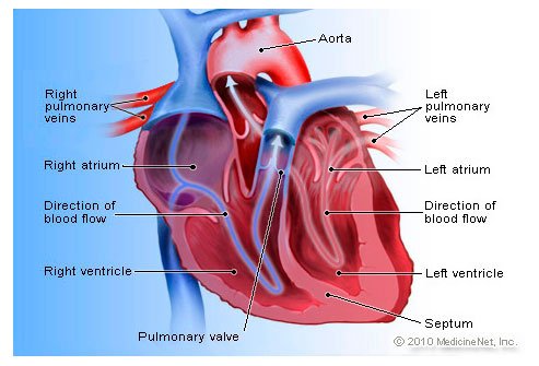 Your heart is an amazing powerhouse that pumps and circulates 5 or 6 gallons of blood each minute through your entire body.