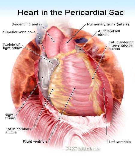 Picture of the heart in the pericardial sac