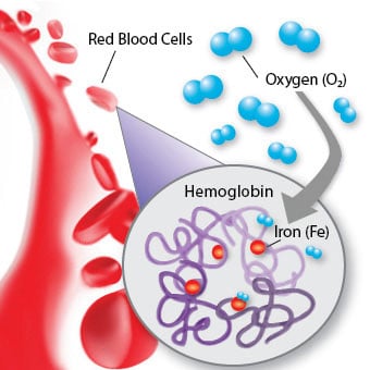 An illustration of hemoglobin carrying oxygen in red blood cells.