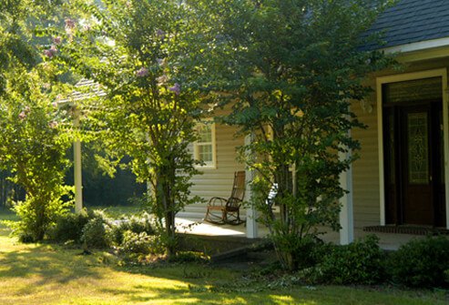 Grasses, weeds, and trees tend to pollinate during the early morning hours.