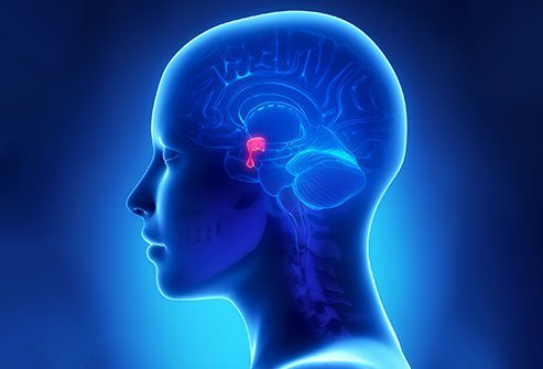 The pituitary gland is a small structure located at the base of the brain.
