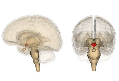 The hypothalamus is the portion of the brain that lies near the pituitary gland.