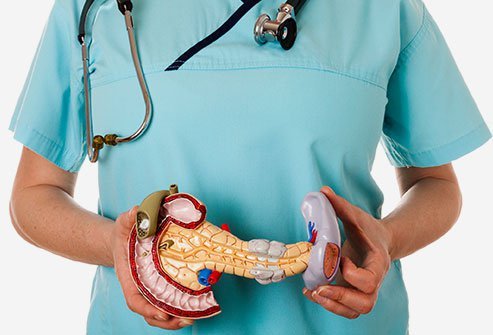 The pancreas serves as both an exocrine gland and an endocrine gland.