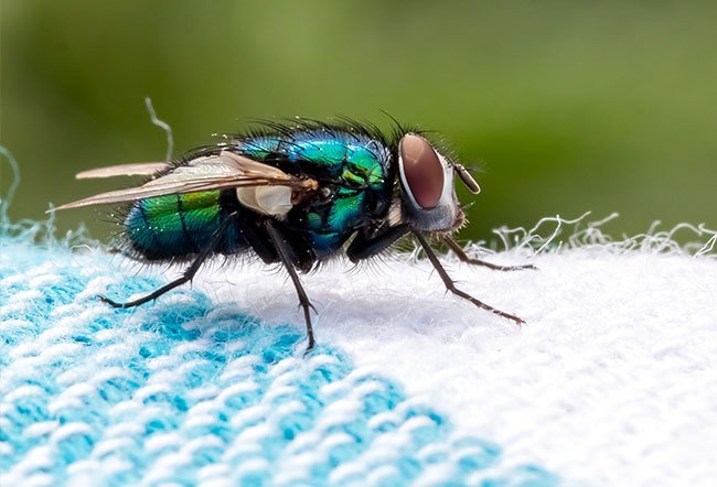 There are different types of fly traps.