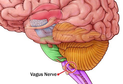 If your blood sugar is high for too long, it can damage the vagus nerve, which helps move food through your stomach and intestines.