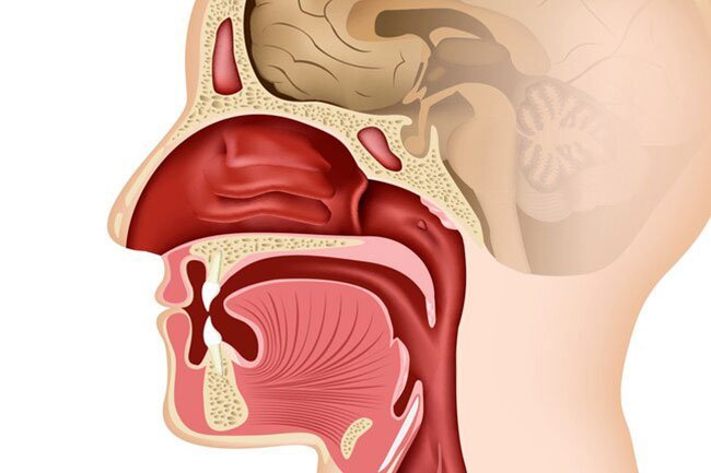 Once the virus enters the body, it usually settles in the cells that line your nose, sinus cavity, and throat.