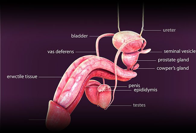 Epididymitis is inflammation of the testicular tube caused by sexually transmitted infections, other infections, blockage in the urethra, medication side effects or trauma.