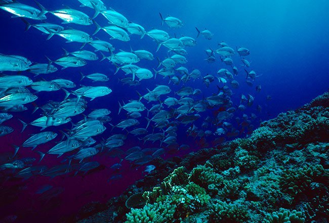Ciguatera Fish Poisoning
