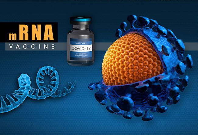 Vaccines train a person's immune system to recognize and fight specific germs that can cause illness.