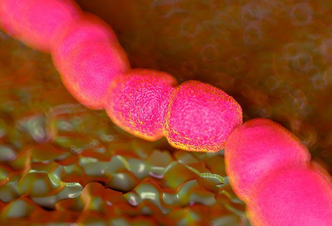 how do you get enterococcus faecalis infection