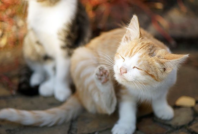 An ear mite infection usually causes a kitten's or cat's ears to itch