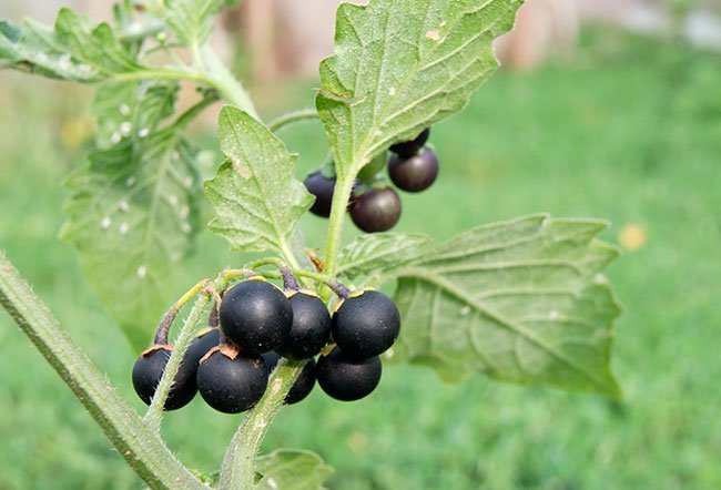 Atropa belladonna (also referred to as belladonna and deadly nightshade) is a poisonous plant. 
