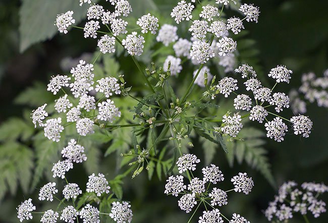 The hemlock plant, known as poison hemlock, is poisonous. 
