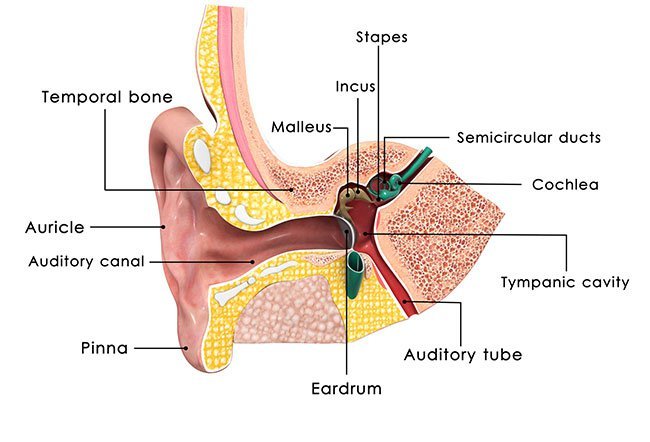 It takes approximately 15 minutes to put tubes through your eardrums. 