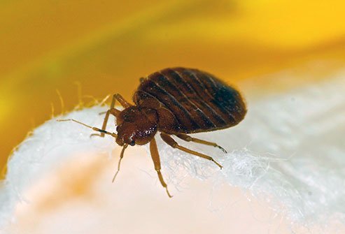 bed bugs