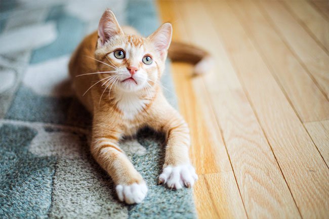 Be careful with carpet to prevent and remove mold.