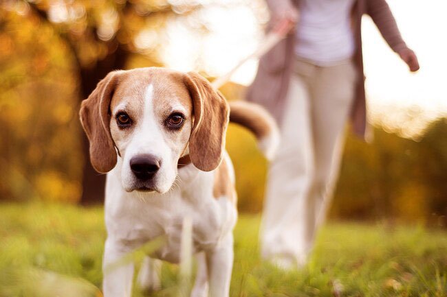 If your walking buddy has four legs and lots of fur, that's OK, too!