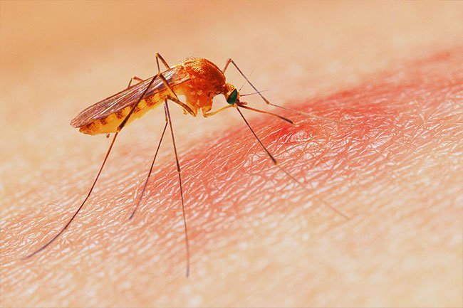 The parasite that causes malaria may have a harder time attaching to type O blood cells.