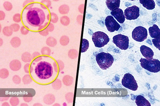 When you have allergies, basophils and mast cells are responsible for your symptoms.
